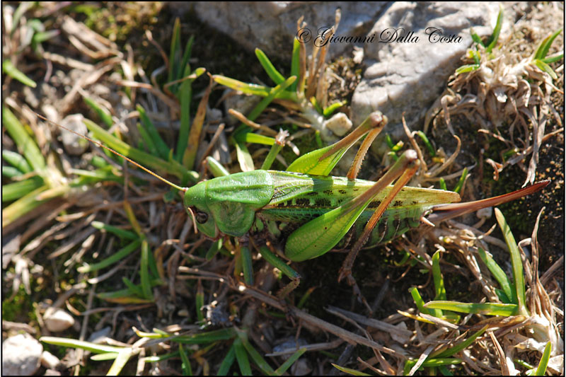 Decticus verrucivorus